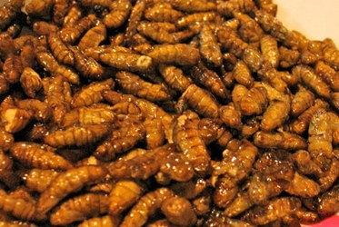 Silkworm Larvae