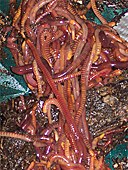 red wiggler worms.jpg