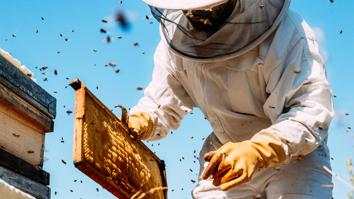 In California, many beekeepers now bring in two-thirds of income from hive rental and one-third from producing honey. It used to be the other way around.