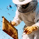 Trucking bees and hive thieves: What it takes to pollinate CA’s almonds