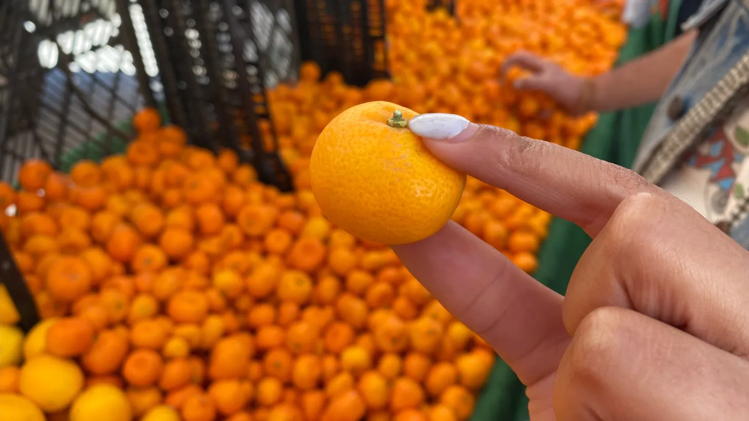 The kishu mandarin at Garcia Organic Farms are seedless and easy to peel, making it favored by chefs.