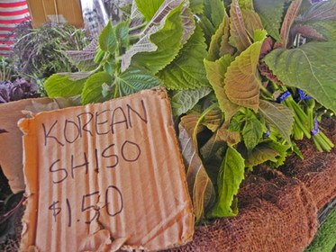 Korean Shiso