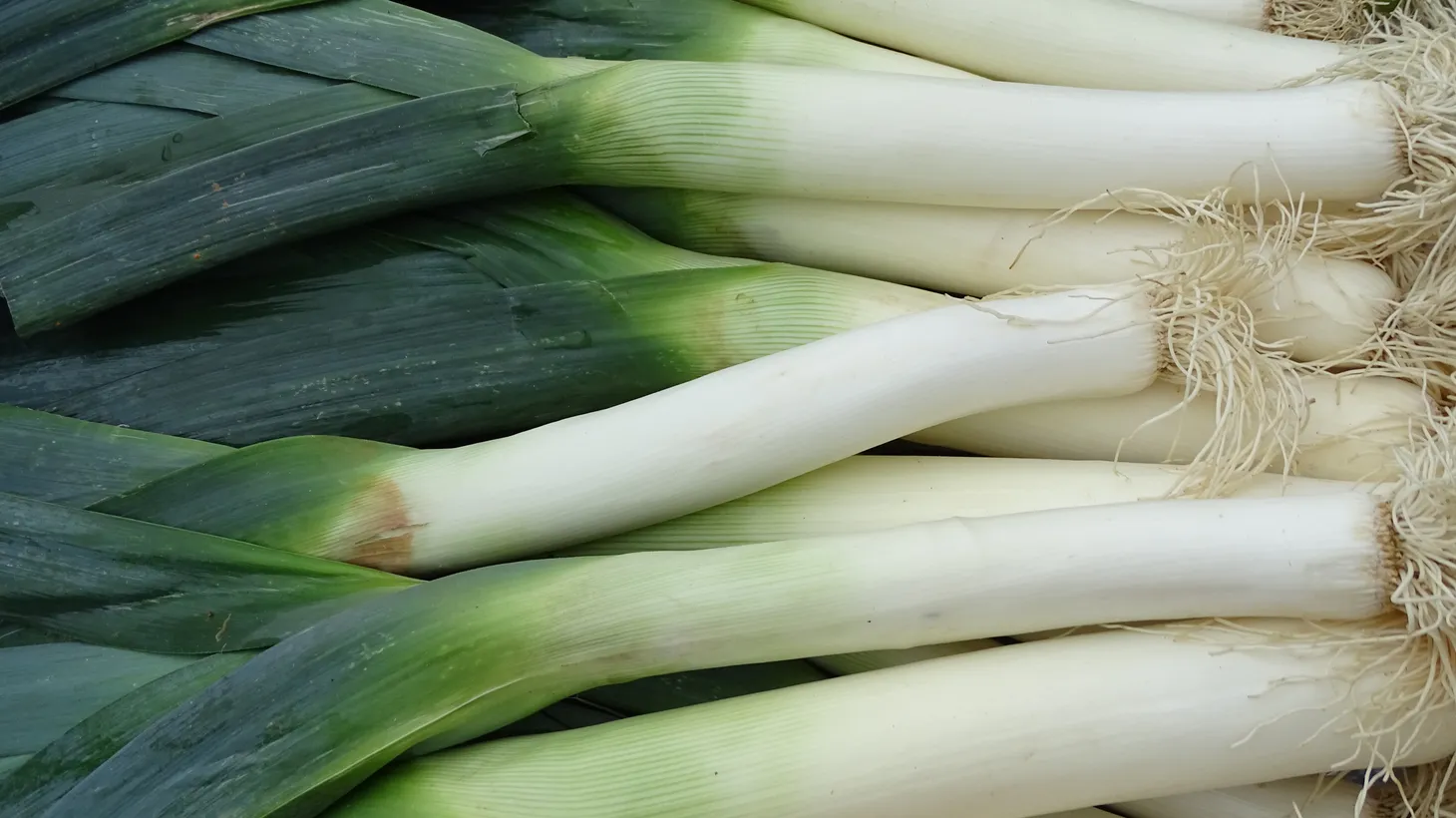 Leeks were revered by the Roman emperor Nero as well as Shakespeare in his play, "Henry IV."