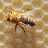 honeybee.jpg