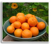 tangerines 2.jpg