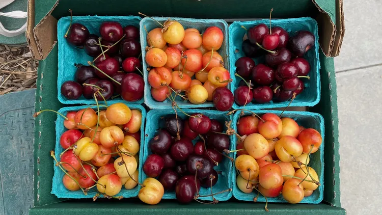 High in sugar and acid, cherries are in full swing at the Santa Monica Farmer's Market.