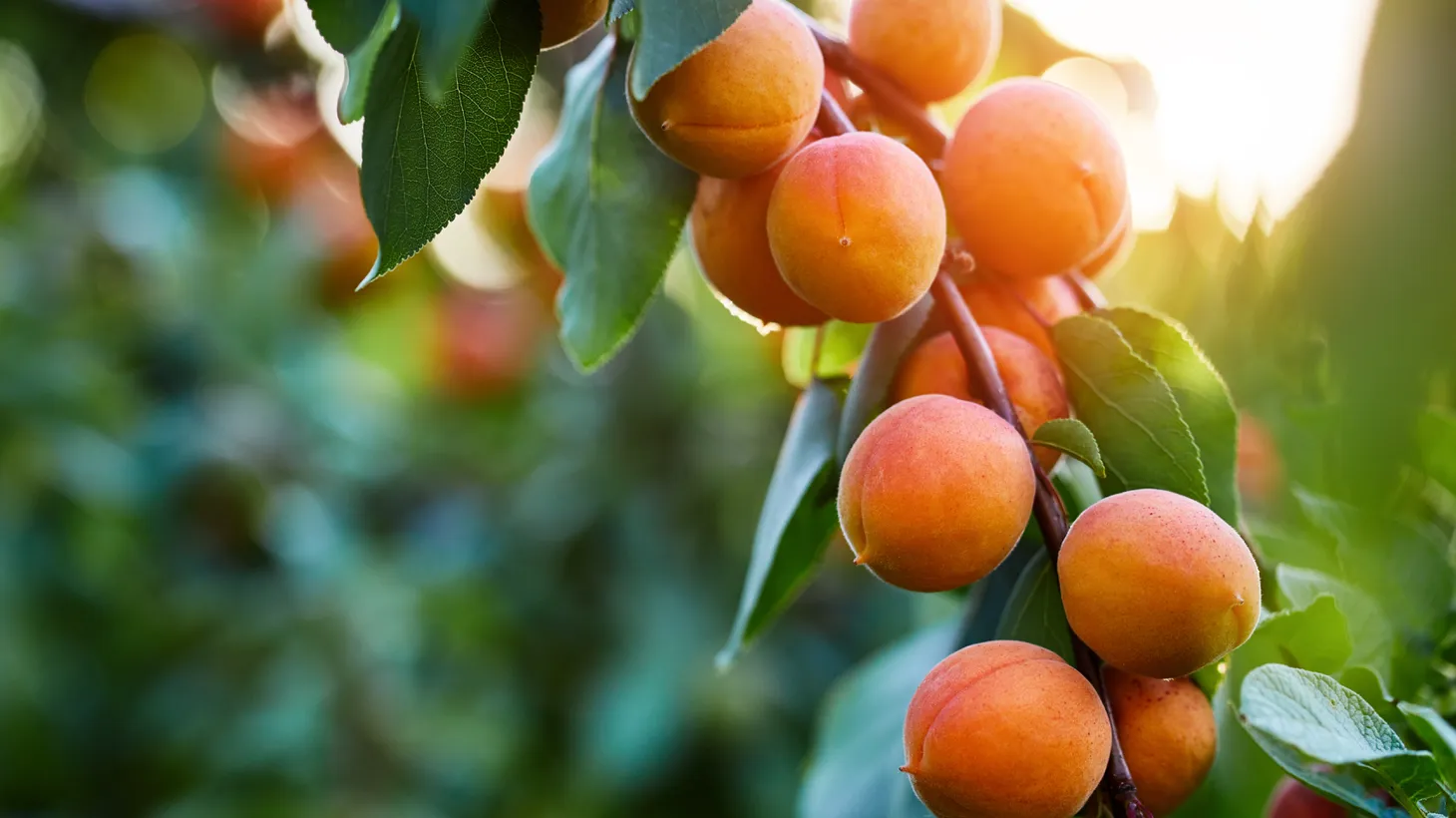 Apricot kernels can be toxic for small children. They can also be used as medicine for sick adults and a secret source of flavor for cooks.