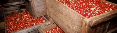Cranberry Boxes
