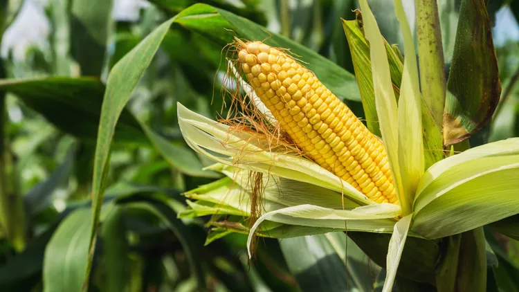 Why is the US so devoted to corn-based ethanol when there are better ways to produce energy?