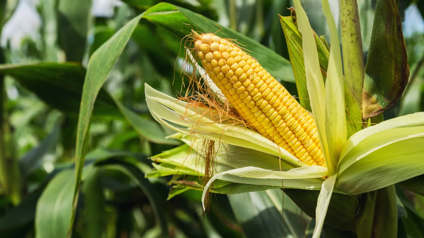 Of the 90 million acres of corn grown in the United States, roughly a third is turned into ethanol for fuel.