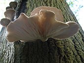 oyster_mushroom.jpg