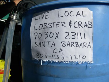 Live Lobster Tank