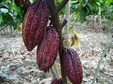 Tcho Cacao