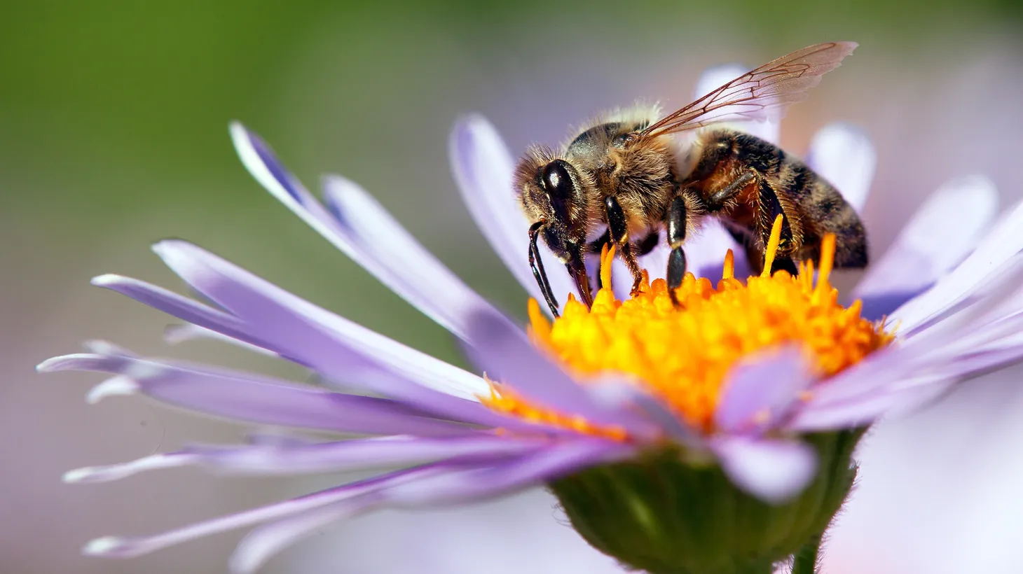 One third of the food humans eat relies on insect pollination, according to environmental journalist Oliver Milman. Bees have the ability to count and have been taught to play soccer.