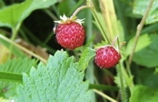 Wild Strawberries.jpg