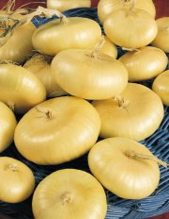 Cipollini Onion.jpg