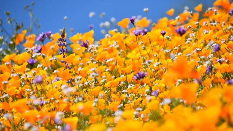 Enjoy this guide to edible wildflowers (with recipes!) in Southern California.