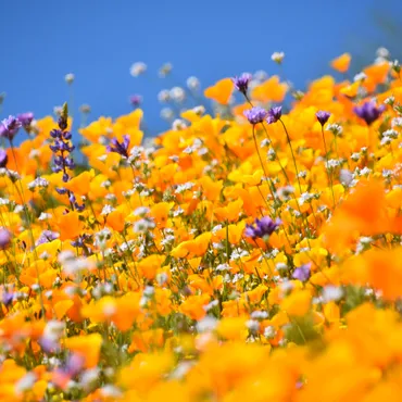 Enjoy this guide to edible wildflowers (with recipes!) in Southern California.