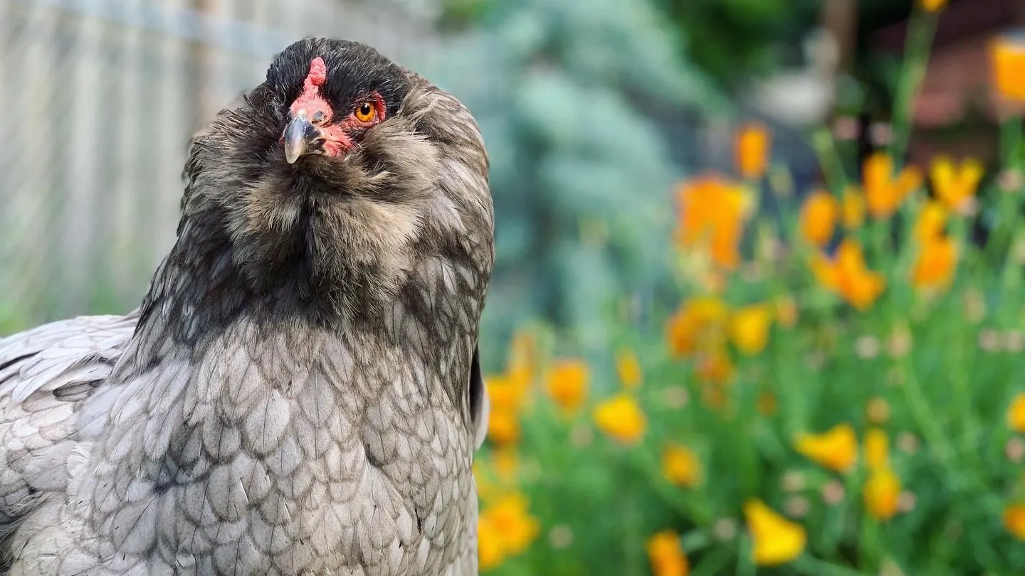 "Their personalities are different which people don't expect when they go into backyard chicken raising," says journalist Tove Danovich of her flock.