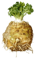 celeryroot.jpg