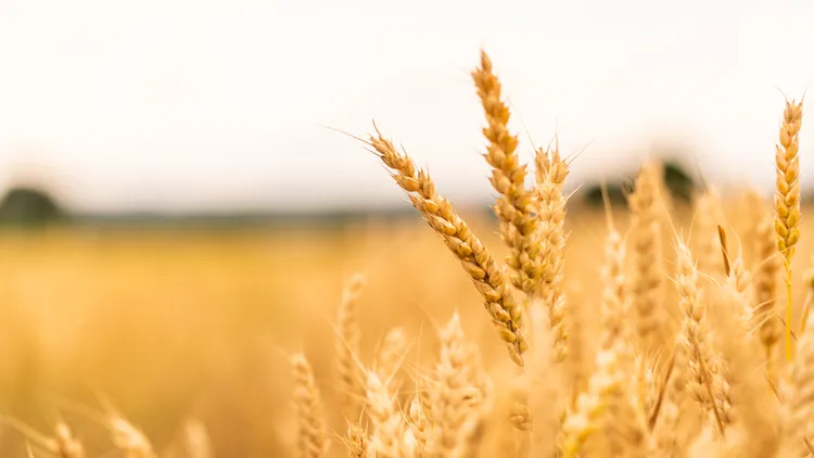 Scientist and historian Marci R. Baranski explores the legacy of the Green Revolution and its effects on the global wheat market.