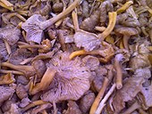 Yellowfoot mushroom.jpg