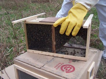 Box of Bees