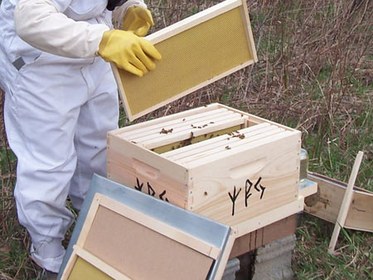 Bee Hive Box