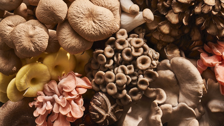 Simran Sethi explores how to reconnect with the earth through mushrooms in her series “Fruiting Bodies” for the Museum of Food and Drink.