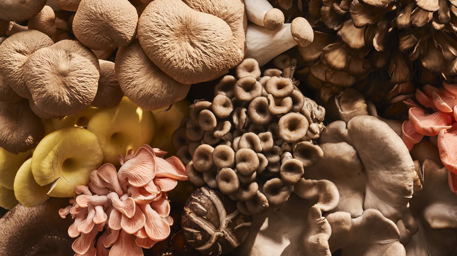 Mushrooms are being explored as meat alternatives because of their texture and strong umami flavor.
