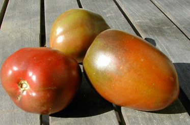 Purple Russian Tomatoes