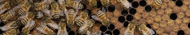 Ligurian Bee