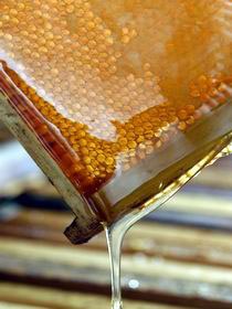 Ligurian Honey