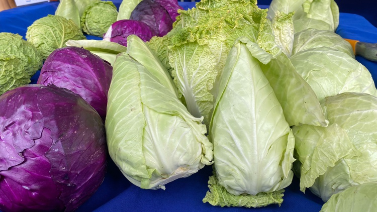 With its recent appearance at California farmers’ markets, conehead cabbage is a sweet conversation piece, as correspondent Gillian Ferguson discovers.