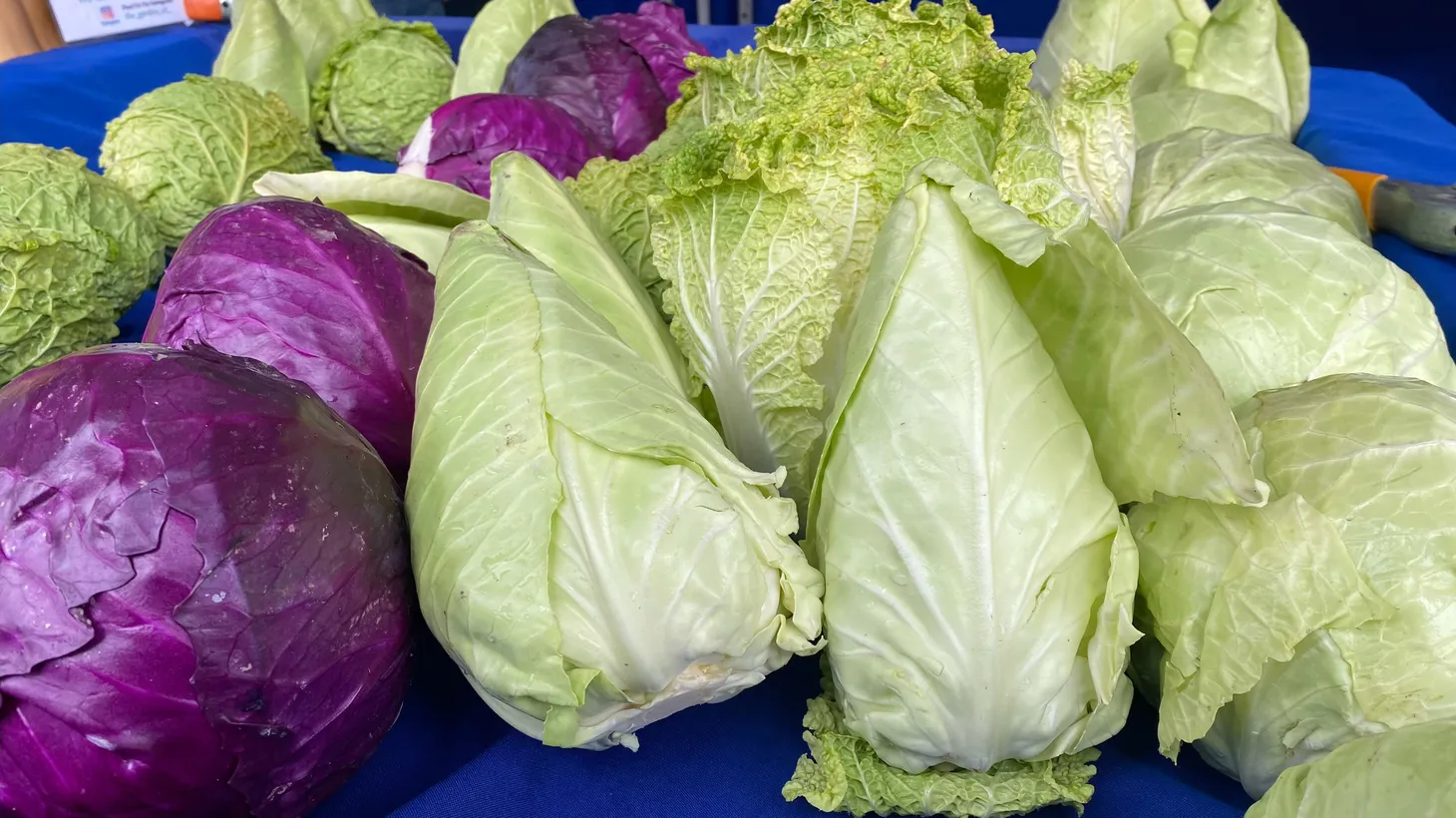 Reminiscent of their Saturday Night Live family counterparts, conehead cabbage makes their appearance at the market.