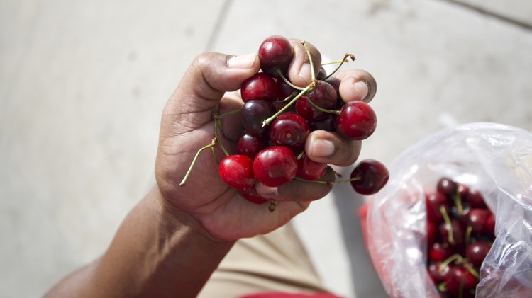 From the Underground Railroad to the Oregon Trail, KCRW’s Tyler Boudreaux traces the history of the Black Republican cherry variety.