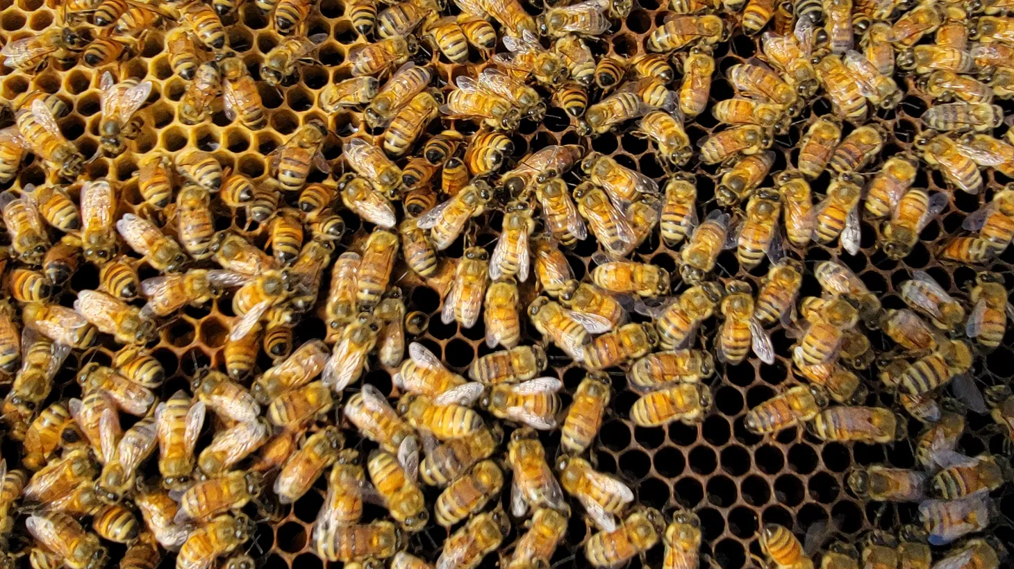 Bees are brought in from Montana, Idaho, Texas, and Florida during California's almond pollination season.