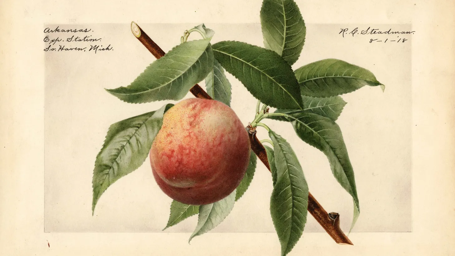 The specimen used to depict an Arkansas peach was taken from the South Haven Agricultural Experiment Station and painted in 1918.