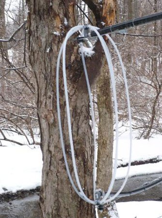 Maple Syrup Tubing