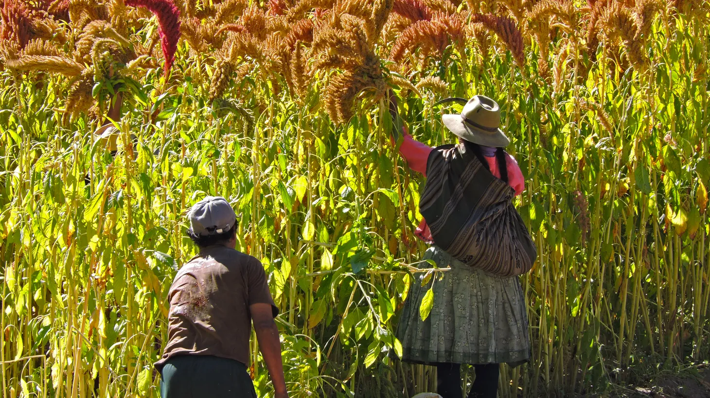 Dressed in traditional clothing, a man and woman harvest quinoa using organic methods.