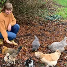 The challenges and heartbreaks of raising backyard chickens