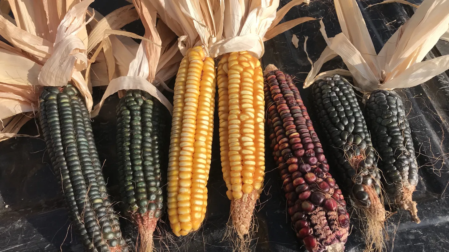 From left to right: Tehachapi Grain Project is growing Oaxacan green dent, Nothstine dent, painted mountain, and Oaxacan blue dent varieties of corn.