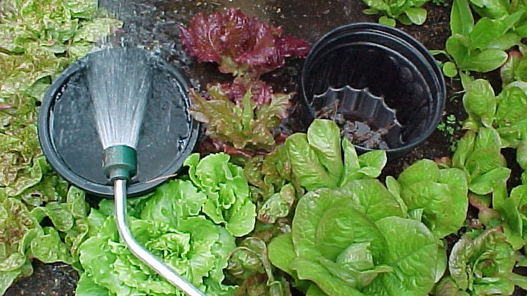 Horticulture and gardening consultant Yvonne Savio shares how to water plants in 90-degree temperatures.