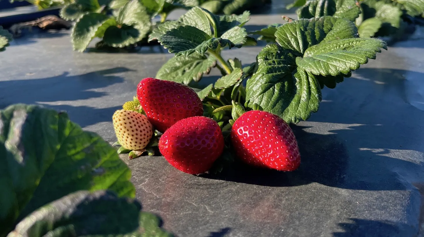 Julia Tamai says the rain at the farm in Oxnard has been so heavy, some of the fruit has been lost to the weather and your strawberries may be pitted by hail.
