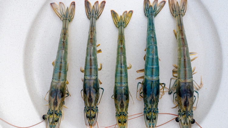 Steve Sutton of TransparentSea Farm is raising prawns to satisfy the demand of America’s shrimp craving.