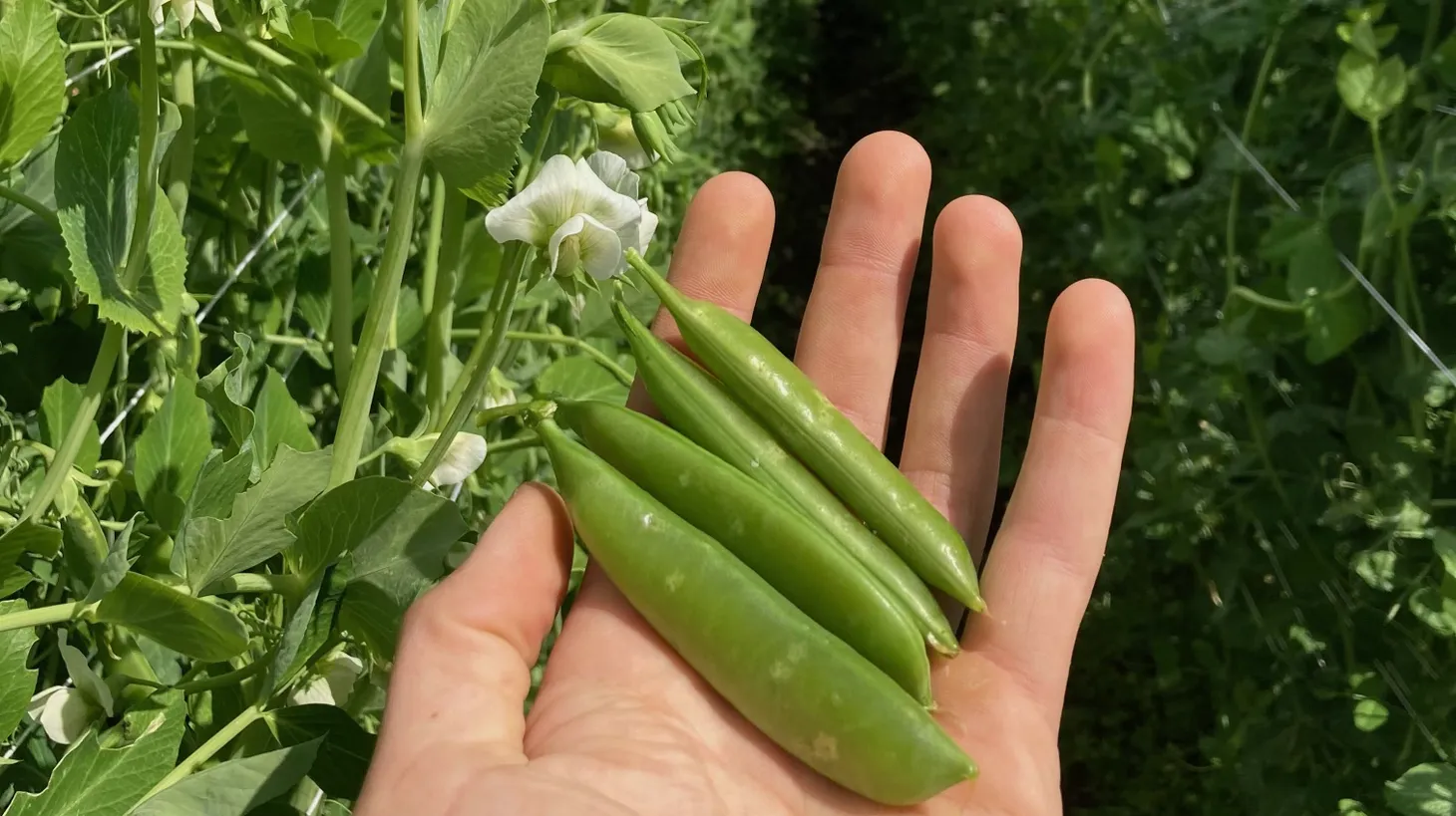 2 Peas In A Pod, located in Arroyo Grande in San Luis Obispo County, was the first to grow sugar snap peas.