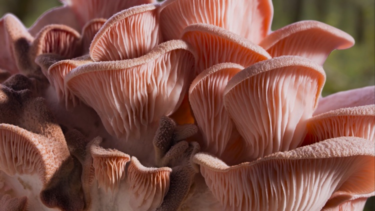 Rediscovering nature — fishing, mushrooms, hospitality