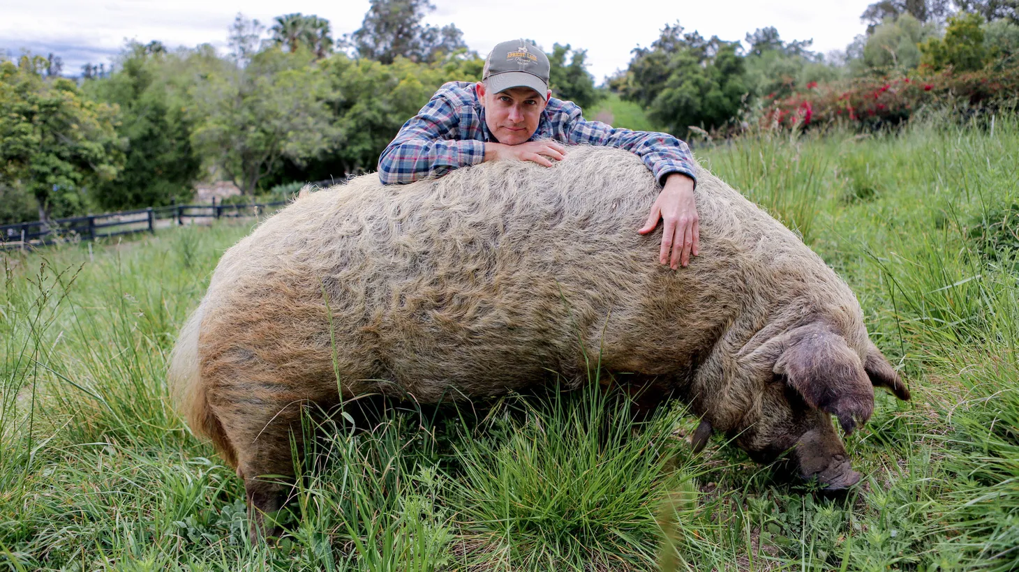 John Chester of Apricot Lane Farms says his pig Emma has “been a lot of heartache and lessons.” Emma, John, and his wife, Molly, are featured in “The Biggest Little Farm: The Return,'' debuting on Disney+ on Earth Day.