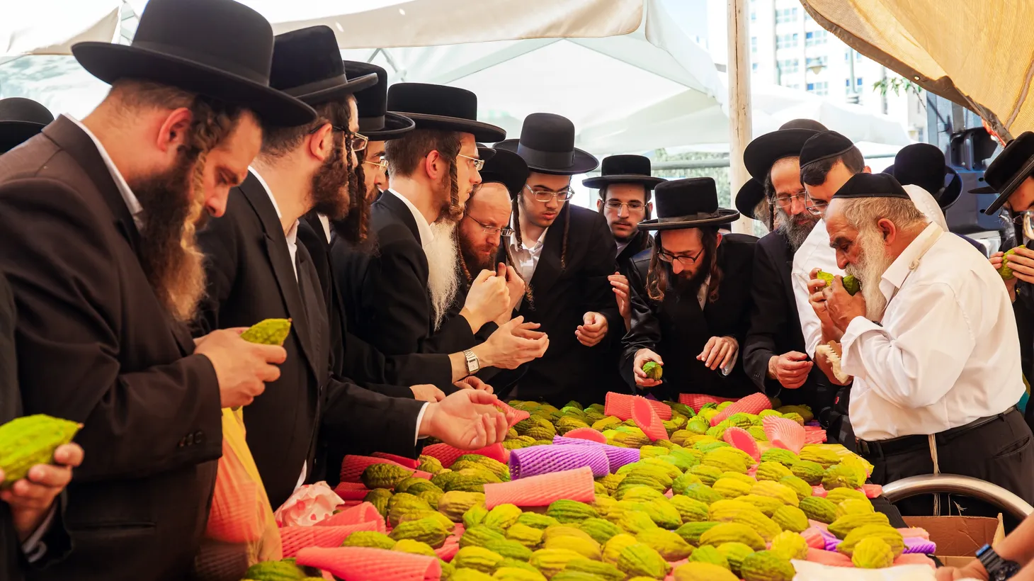 Citron, called etrog in Hebrew, are used during Sukkot, the Jewish harvest.