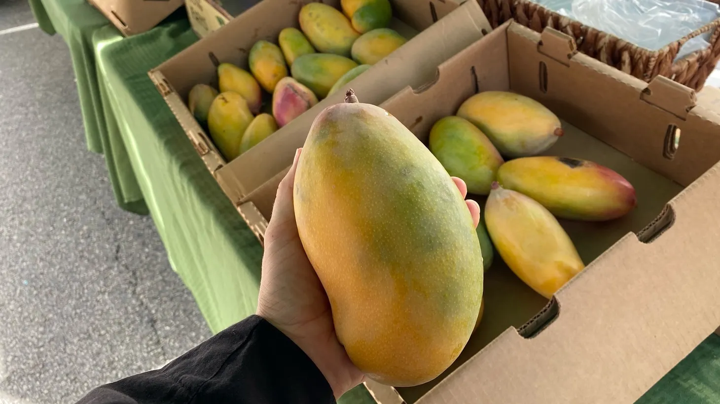Grown in the desert, the Valencia Pride mangoes have a short window of availability, and chefs including Victor Munoz of Conservatory are enamored of their sweetness, acidity, and texture.